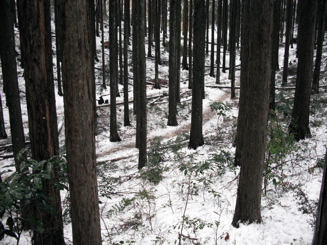 snow&woods