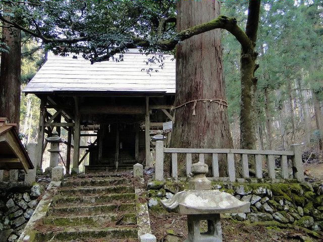 鈴波神社と大スギ