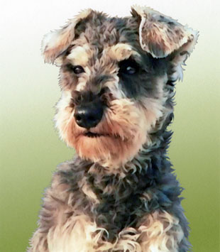 画像をダウンロード ムック マルモのおきて 犬 ただかわいい犬