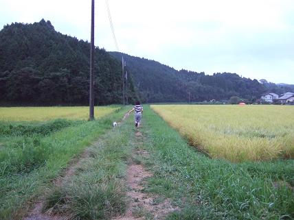 千葉は米作りが盛んです