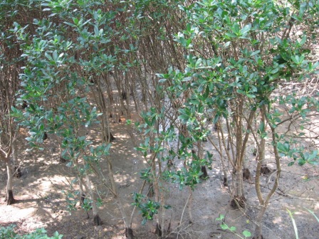 mangrove2