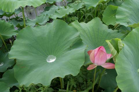 ぺラペラ英語目指して Taka From Kyoto Water On The Big Leaf