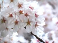 桜の花拡大4