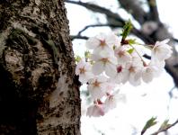 桜の花拡大2