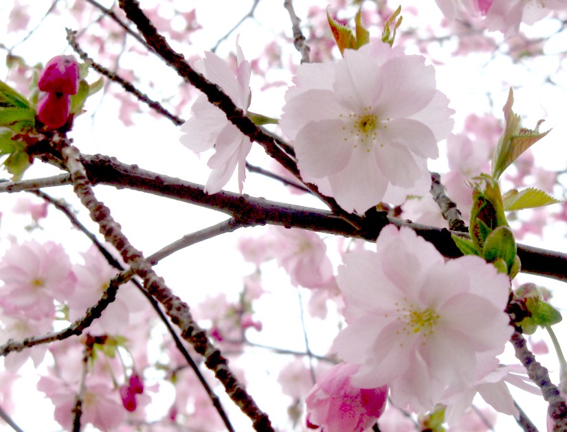 桜の花拡大1