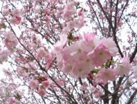 桜の花拡大5